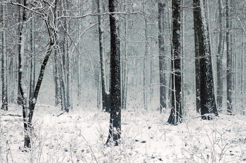 Enchanted Forest - Snowy Woods | Shutterbug